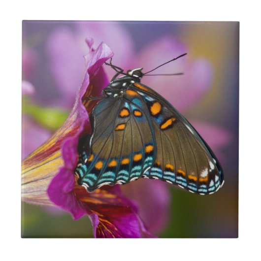 アゲハチョウ タイル (正面)