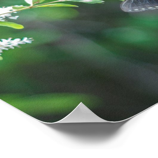 アゲハチョウ ポスター (角)