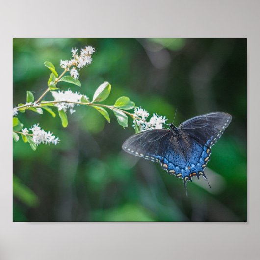アゲハチョウ ポスター (正面)