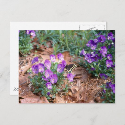 アゲハチョウ&ヴィオラポストカード ポストカード (正面/裏面)