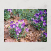 アゲハチョウ&ヴィオラポストカード ポストカード (正面)