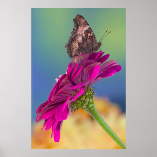 アゲハチョウ | Papilio Multicadatus ポスター (正面)