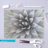 アゲブ多肉植物サボテン緑セージ 薄葉紙 (クラフト)