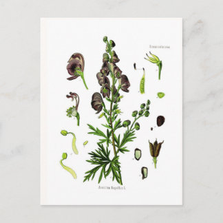 アコニツムナペラス（モンクショッド） ポストカード