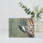 アコーンウッドペッカーポストカード ポストカード (スタンド正面)