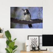 アコーンウッドペッカー ポスター (ホームオフィス)