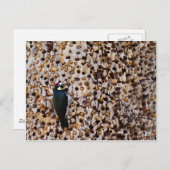 アコーンウッドペッカー ポストカード (正面/裏面)