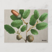 アコーンオーク離れ材 ポストカード (裏面)