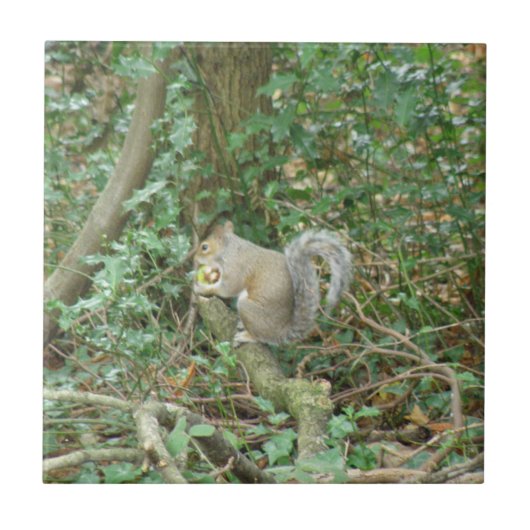 アコーンタイル付きリス タイル (正面)