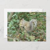 アコーンポストカード付きリス ポストカード (正面/裏面)