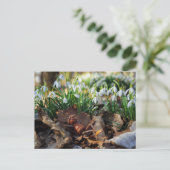 アコーン小妖精や小人と春の降雪花 ポストカード (スタンド正面)