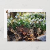 アコーン小妖精や小人と春の降雪花 ポストカード (正面/裏面)