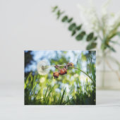 アコーン小妖精や小人オンザタンデリオン ポストカード (スタンド正面)