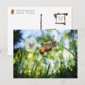 アコーン小妖精や小人オンザタンデリオン ポストカード (正面/裏面)