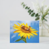 アコーン小妖精や小人オンザヒマワリ – 夏はがき ポストカード (スタンド正面)