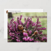 アコーン小妖精や小人オンザヒースガーデンハガキ ポストカード (正面/裏面)