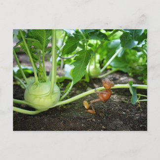 アコーン小妖精や小人春庭師はがき ポストカード