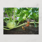 アコーン小妖精や小人春庭師はがき ポストカード (正面)