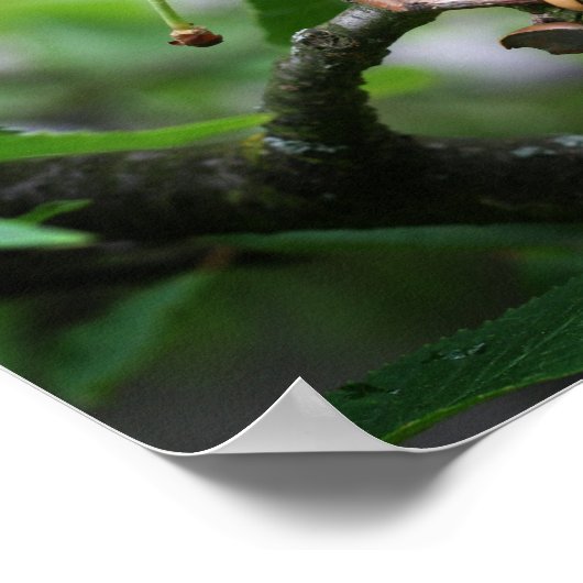 アコーン食べ小妖精や小人のさくらんぼの木の夏の舞台 ポスター (角)