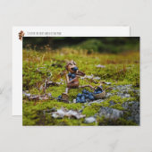 アコーン食べ物小妖精や小人のブルーベリーのコケ ポストカード (正面/裏面)