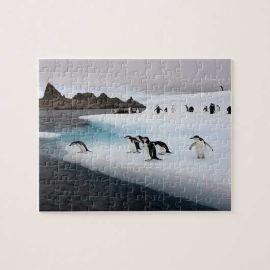 アゴヒモペンギン ジグソーパズル (横)