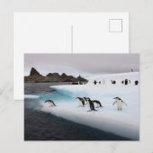 アゴヒモペンギン ポストカード (正面/裏面)