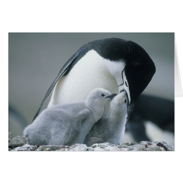 アゴヒモペンギン (Pygoscelis antarctica) (正面横)