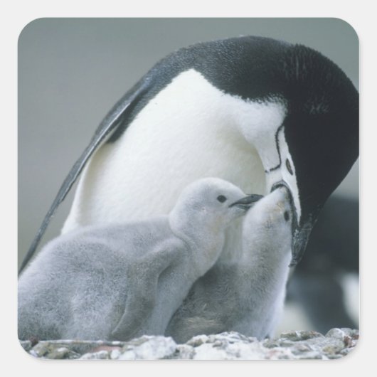 アゴヒモペンギン (Pygoscelis antarctica) スクエアシール (正面)