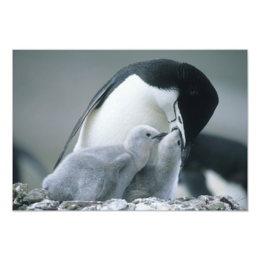 アゴヒモペンギン (Pygoscelis antarctica) フォトプリント (正面)