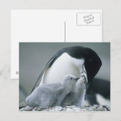 アゴヒモペンギン (Pygoscelis antarctica) ポストカード (正面/裏面)