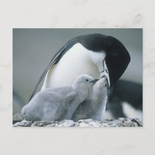 アゴヒモペンギン (Pygoscelis antarctica) ポストカード (正面)
