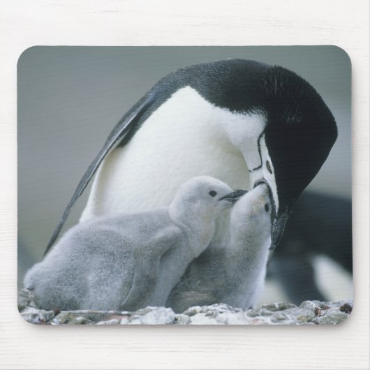 アゴヒモペンギン (Pygoscelis antarctica) マウスパッド (正面)