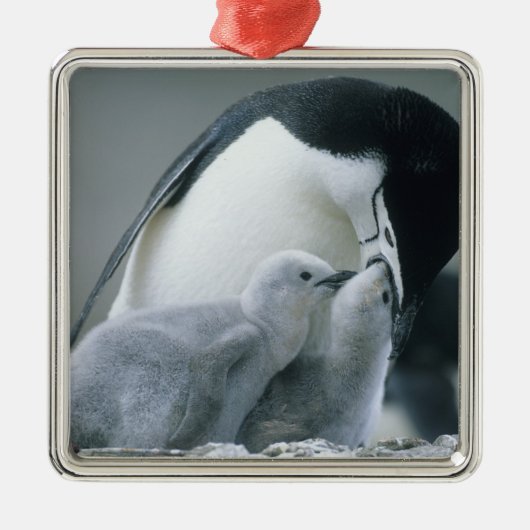 アゴヒモペンギン (Pygoscelis antarctica) メタルオーナメント (正面)
