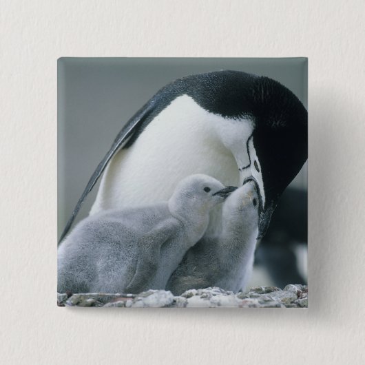 アゴヒモペンギン (Pygoscelis antarctica) 缶バッジ (正面)