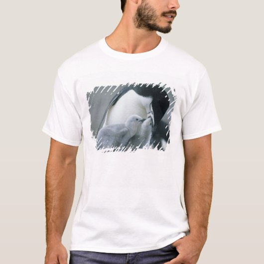 アゴヒモペンギン (Pygoscelis antarctica) Tシャツ (正面)