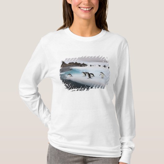 アゴヒモペンギン Tシャツ (正面)
