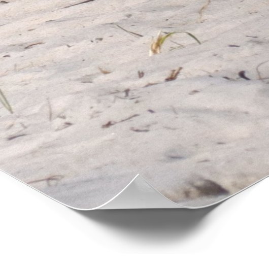 アサテーハ国立公園で野生のポニーを眠る ポスター (角)