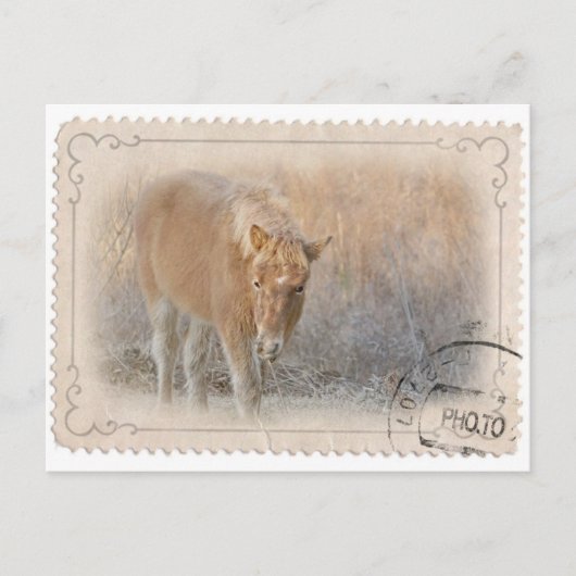 アサーティーグ島はがき ポストカード (正面)