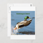 アサーテハーアイランドマラードダックロゴ ポストカード (正面/裏面)