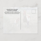 アサーテハーグ国立海岸,野生のマーレとフォール ポストカード (裏面)