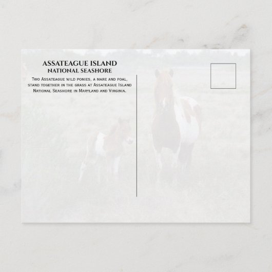 アサーテハーグ国立海岸,野生のマーレとフォール ポストカード (裏面)