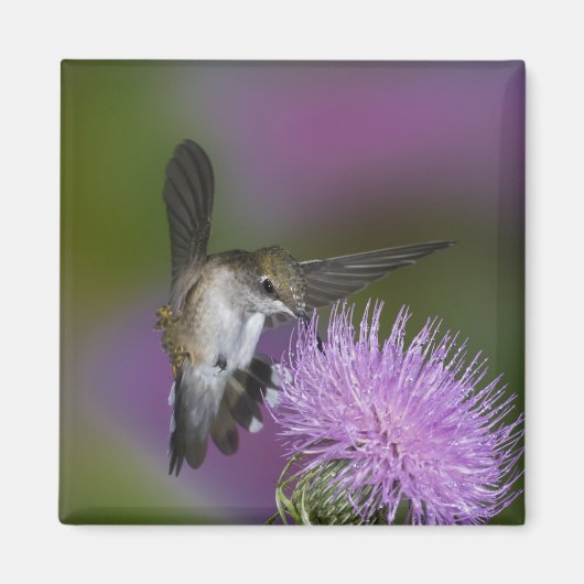 アザミの花で飛ぶルビーの喉のハチドリ マグネット (正面)