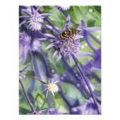 アザミの花に止まるホソヒラタアブ フォトプリント            (正面)