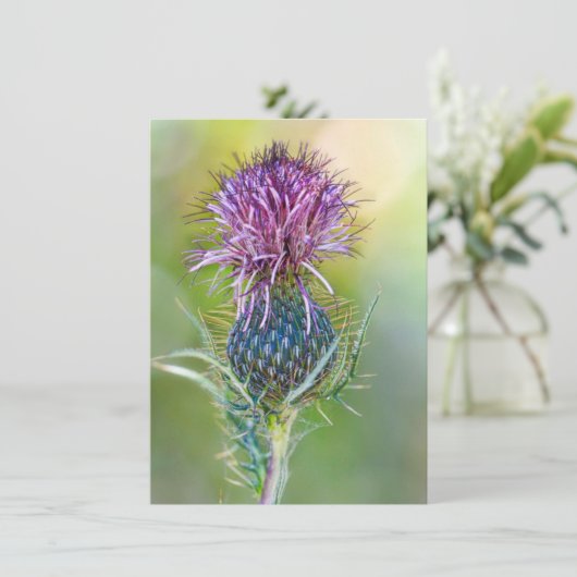 アザミの花 カード (スタンド正面)