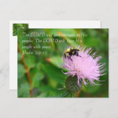 アザミの野花 ポストカード (正面/裏面)