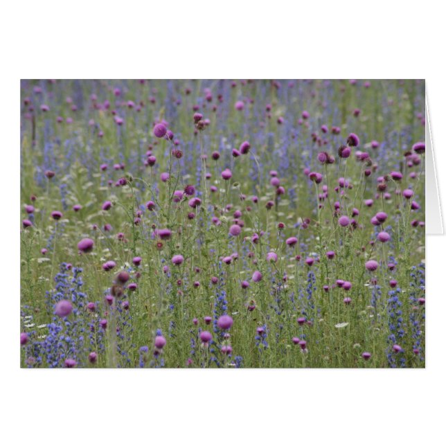 アザミ及び紫色の争いの野生花 (正面横)