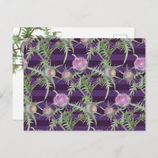 アザミ花 ポストカード (正面/裏面)