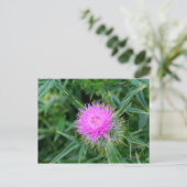 アザミ鮮やかの葉書。 ポストカード (スタンド正面)