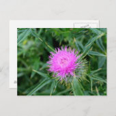 アザミ鮮やかの葉書。 ポストカード (正面/裏面)