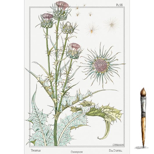 アザミ、ウジェーヌ・グラッセの植物学シリーズ 薄葉紙